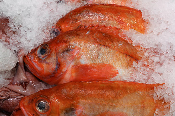 istock Fresh ocean perch fish on ice at market 2241402264