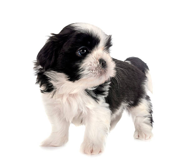 istock puppy Shih Tzu in studio 2241403269