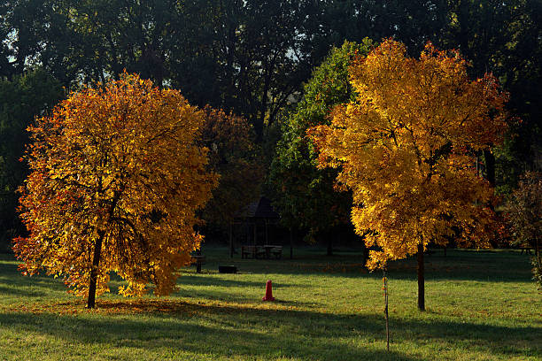 istock two trees in autumn in a green field 2241405822