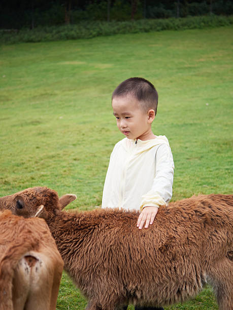 istock Child Placing Hand On Calf’s Back To Make A New Friend 2241406106