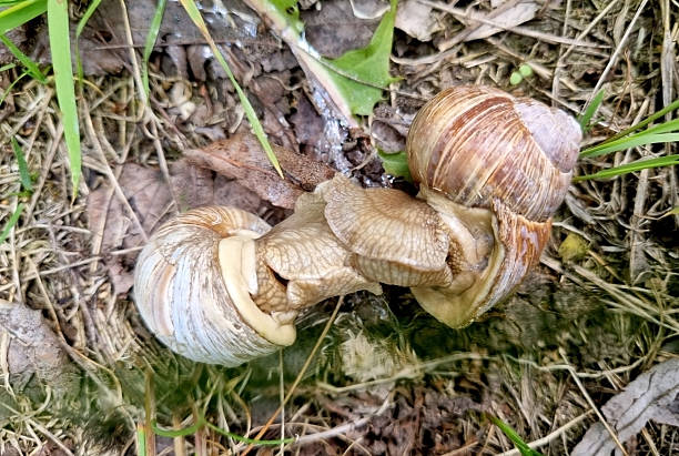 istock Snail crawling on the stone for background and text. 2241408497