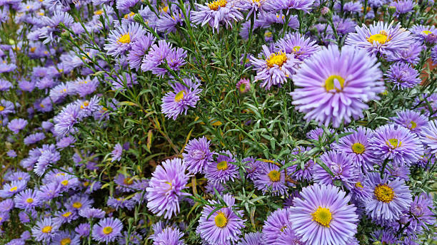istock chrysanthemum flower bush in a garden. Close-up, selective focus. 2241410916
