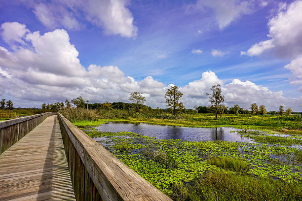 istock Boardwalk at Orlando Wetlands, Florida 2241411147