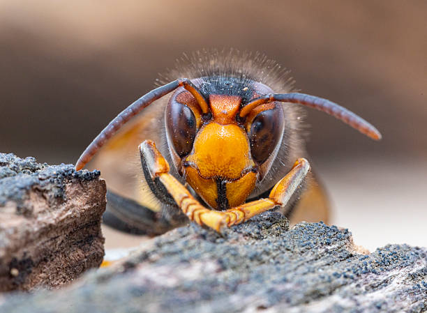 European hornet, Vespa Crabro, on the trunk of an old tree