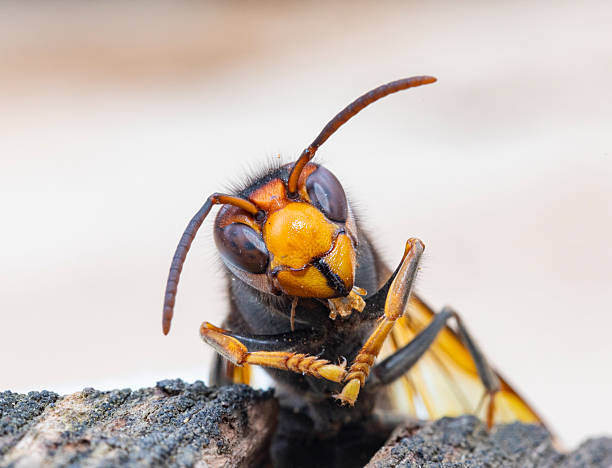 istock Asian hornet from Catalonia - portrait 2241411666