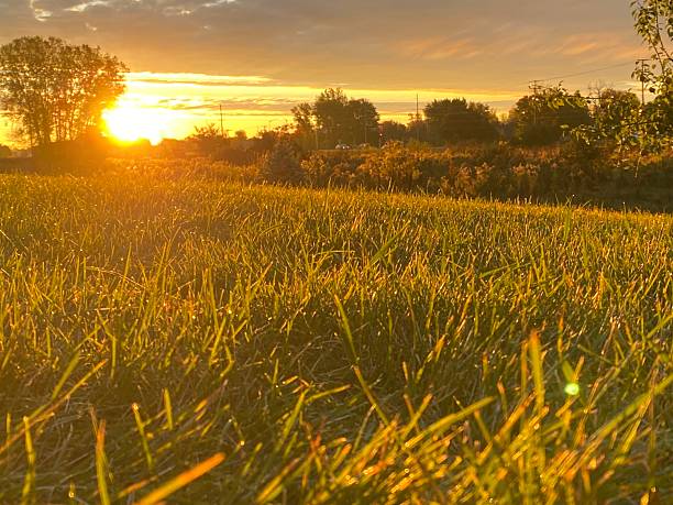 istock Grass field in golden light 2241412208