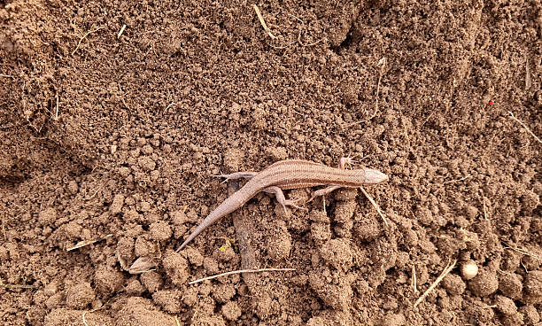 istock A lizard on dug-up soil, space for text. Close-up, selective focus. 2241413882