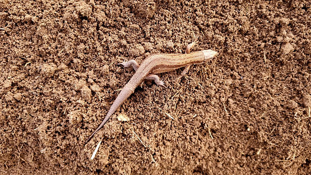 istock A lizard on dug-up soil, space for text. Close-up, selective focus. 2241413984