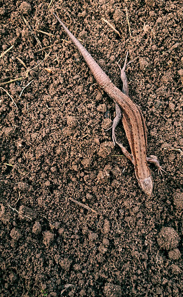istock A lizard on dug-up soil, space for text. Close-up, selective focus. 2241414623