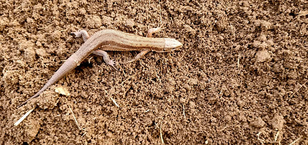 istock A lizard on dug-up soil, space for text. Close-up, selective focus. 2241414624