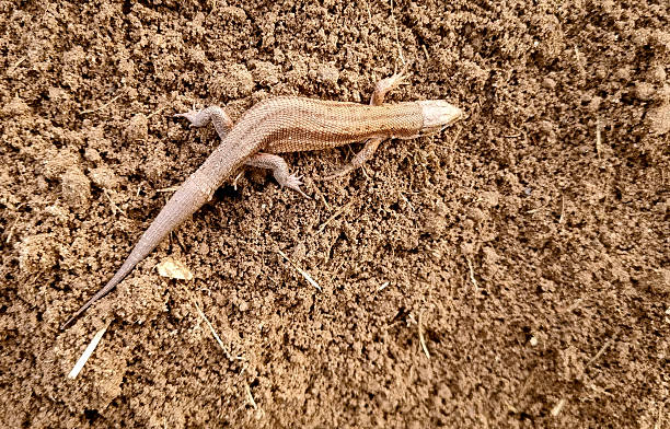 istock A lizard on dug-up soil, space for text. Close-up, selective focus. 2241414869