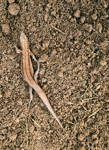 istock A lizard on dug-up soil, space for text. Close-up, selective focus. 2241415800
