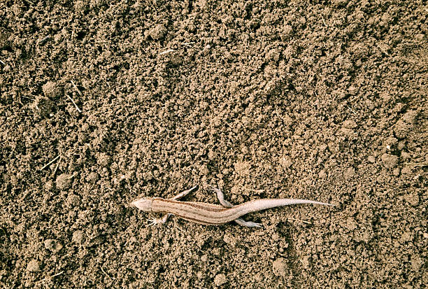 A lizard on dug-up soil, space for text. Close-up, selective focus.
