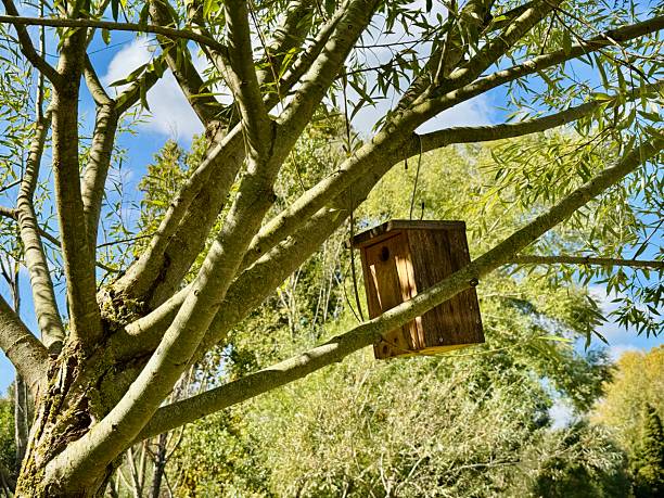 Wooden birdhouse under a tree during spring.