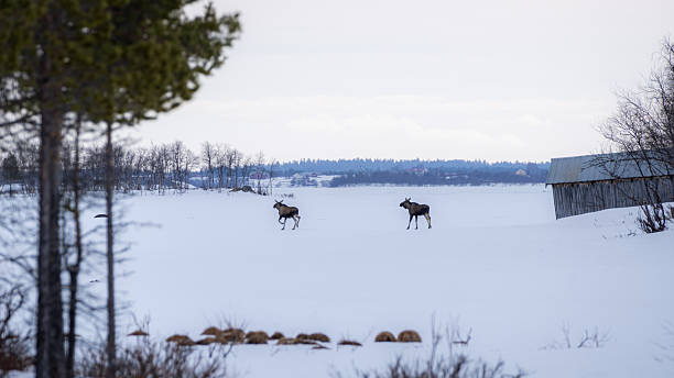 istock Two moose running across snowy Swedish plain 2241417351