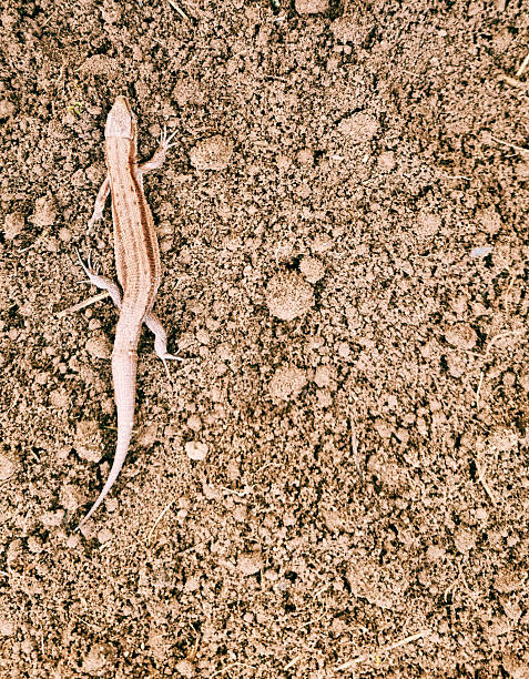 A lizard on dug-up soil, space for text. Close-up, selective focus.