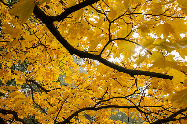 Maple tree branches with yellow golden leaves close up
