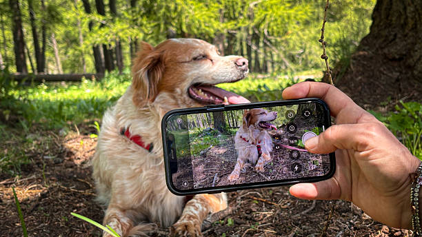 istock Smartphone photographing a cute dog 2241418734