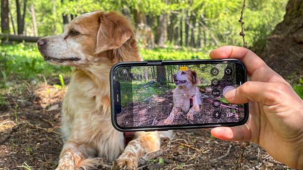 istock Smartphone photographing a cute dog 2241418745