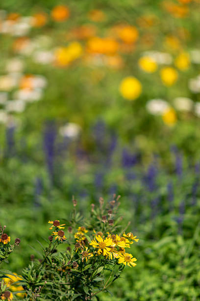 Close-up of vibrant wildflowers in a meadow with a blurred background.