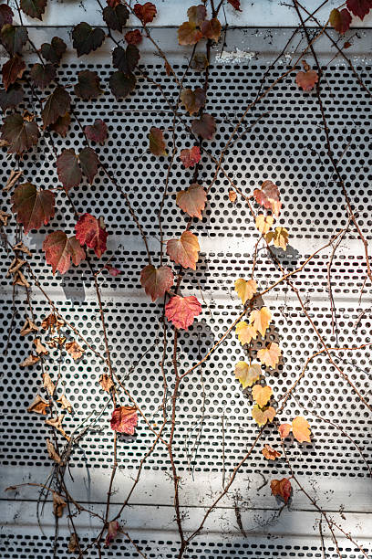 istock Autumn Vines on Perforated Metal Surface 2241418980