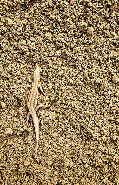 istock A lizard on dug-up soil, space for text. Close-up, selective focus. 2241419125