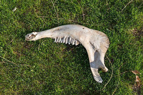 Dried Animal skull jawbone on grass