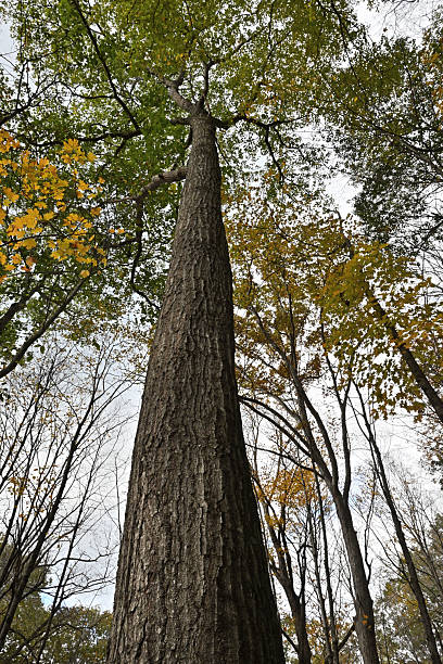 istock Northern red oak in mid-October 2241420784