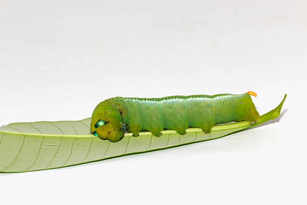istock Green worms  on leaves 2241421237