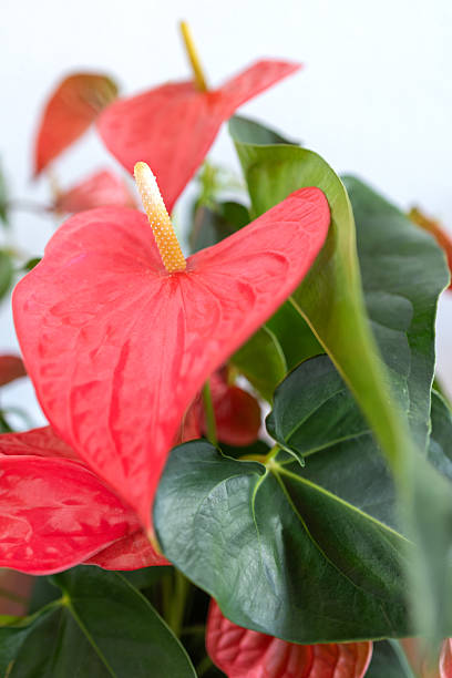 istock Anthurium plant in the pot 2241421277