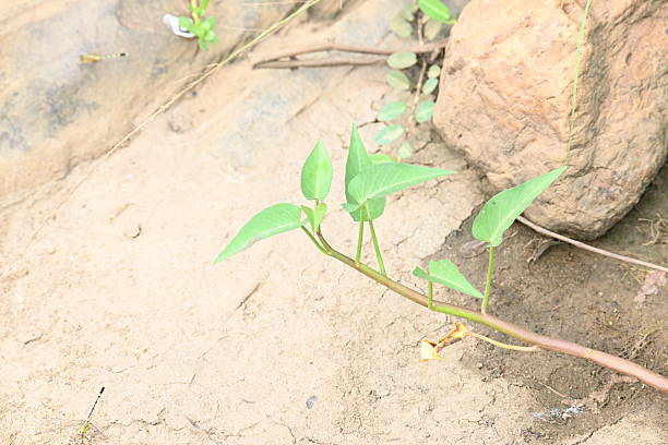 istock Water spinach in river bank. 2241423116