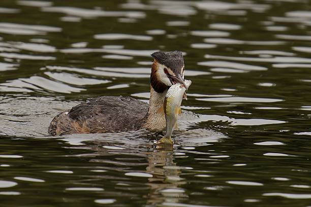 istock Great Crested Grebe with a catch in a serene lake. 2241424370