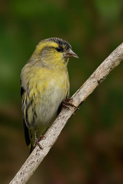 istock European siskin on a branch. 2241424532