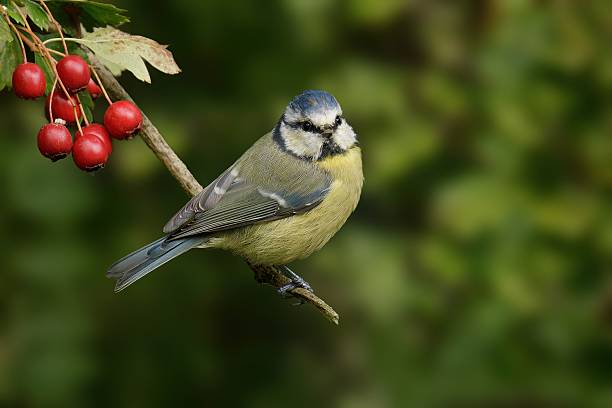 istock Blue tit on a branch with red berries. 2241424598