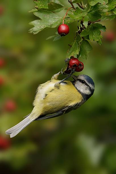 istock Blue tit on a berry branch. 2241424665