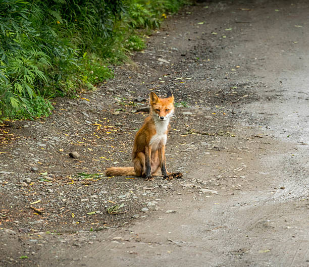istock Red fox sitting on a forest road in Kamchatka, Russia 2241424721