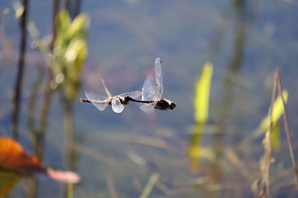 Epitheca bimaculata