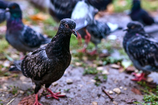 Close up of a pigeon back view. Pigeon's feather, great details.
