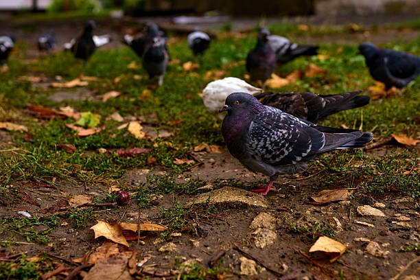 istock Pigeon walking on wet ground 2241425466