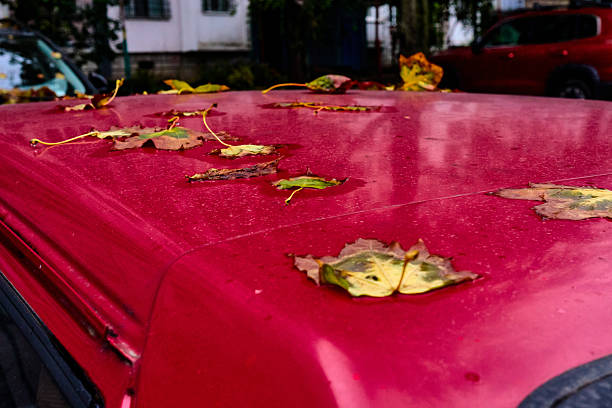 istock Red car with autumn leaves on it 2241425782