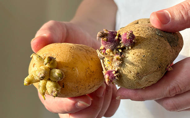 Female hands holding sprouted potatoes. Germinating potato. Woman hands holding sprouting seed potatoes