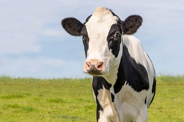 istock Cow cute and authentic, black and white heifer, milker cattle, pink nose, front view 2241426882
