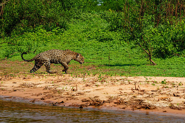 istock Jaguar walking on sandy bank 2241427975