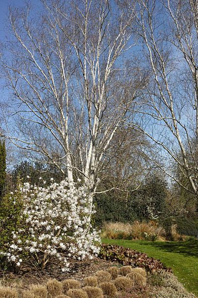 istock Winter Gardens in the Regent's Park in Springtime 2241428930