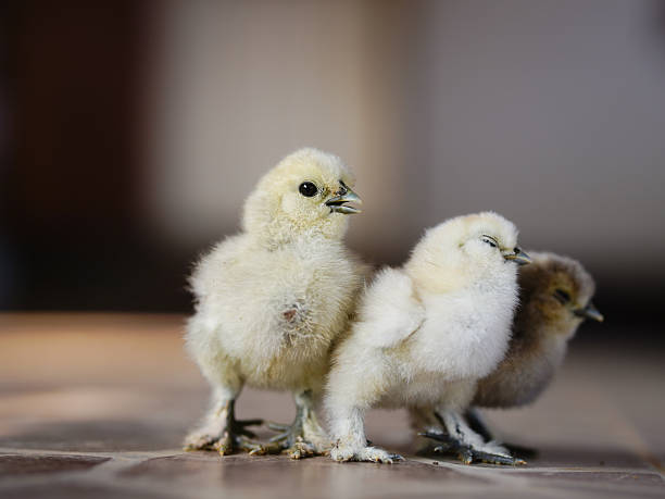 istock Little chicken sitting on the ground with autumn leaves. Selective focus. 2241429243