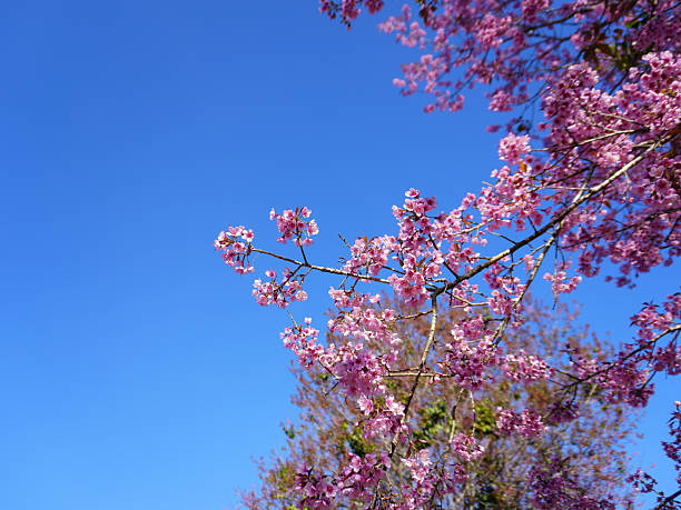istock Wild Himalayan Cherry, Prunus cerasoides, Sakura in Thailand 2241429380