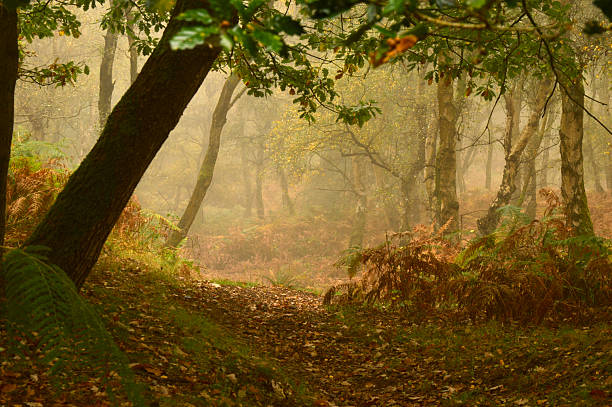 istock A fairytale autumn forest in the mist. 2241431188