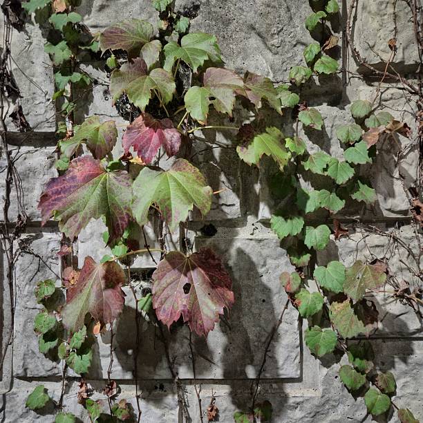 Green and reddish ivy leaves spread across a rough stone wall, catching the soft night light. The contrast of cool stone and warm-toned leaves evokes a quiet sense of autumn’s arrival.