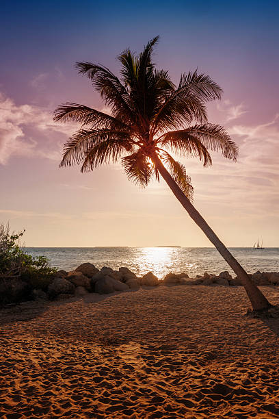 istock Sunset with a palm tree on the ocean shore 2241431343