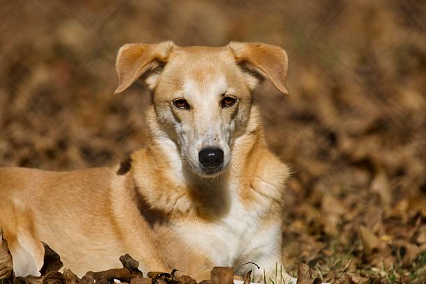 Horizontal close-up portrait of the muzzle of a dog, he looks to the side
